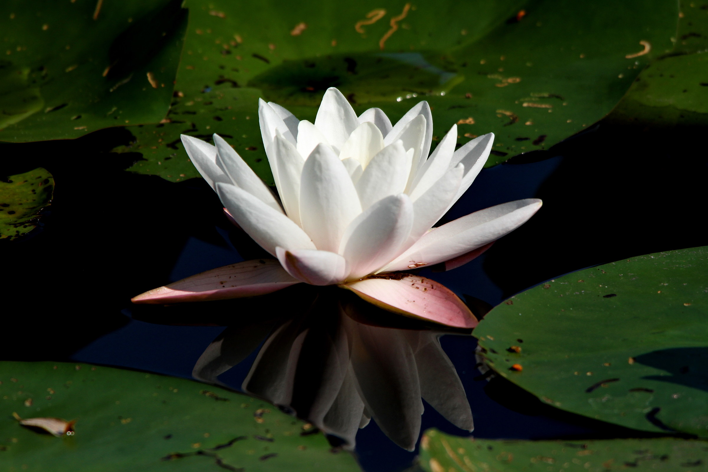Waterlily