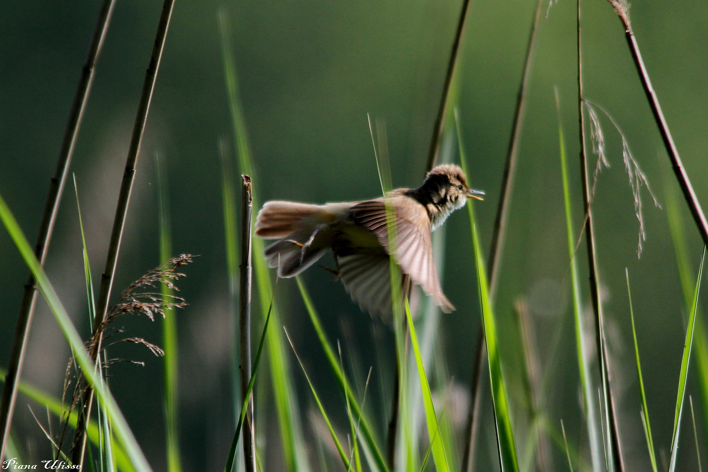 Reed Warbler