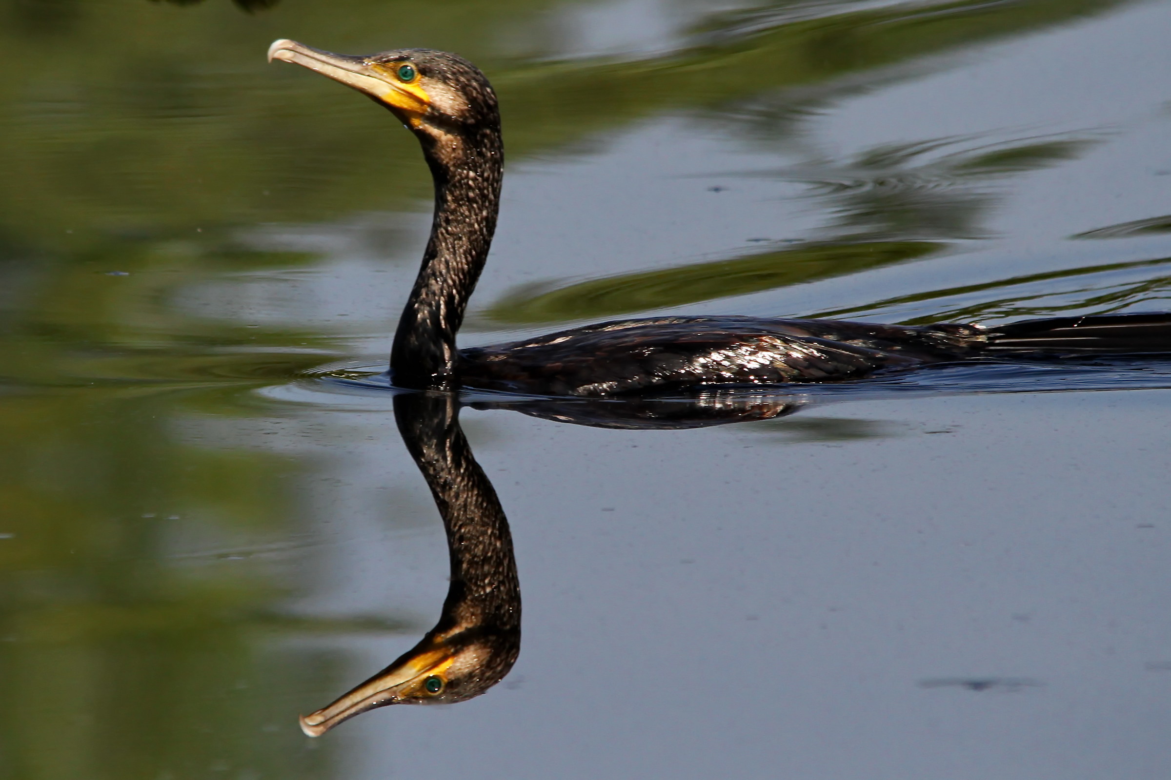 Cormorant