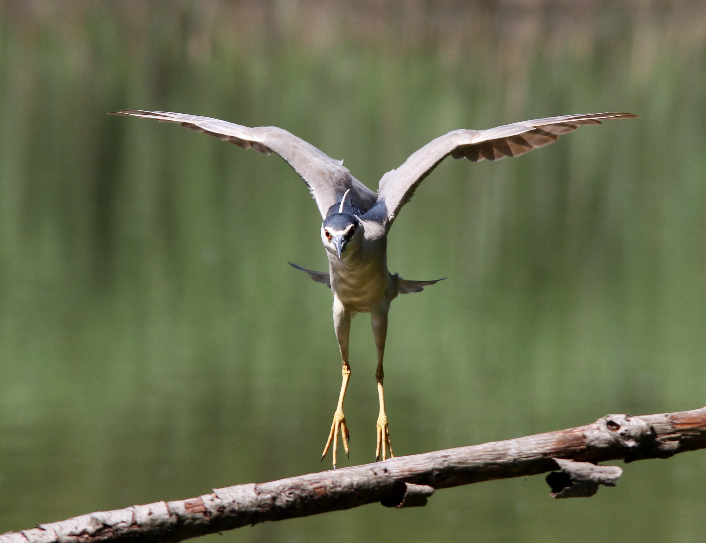 Night Heron