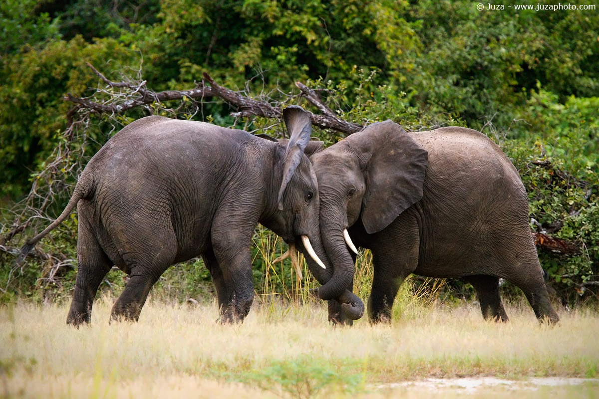 Loxodonta africana (Elefante), 015169