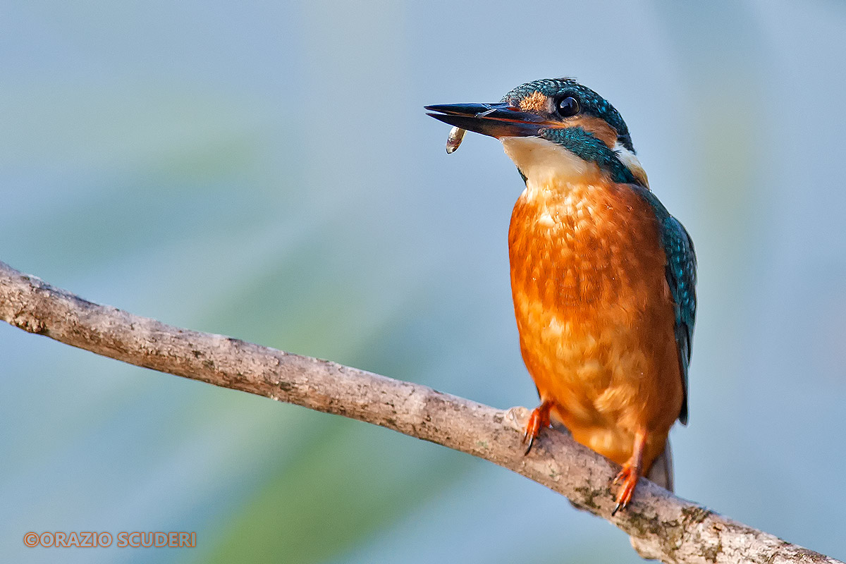 Alcedo atthis