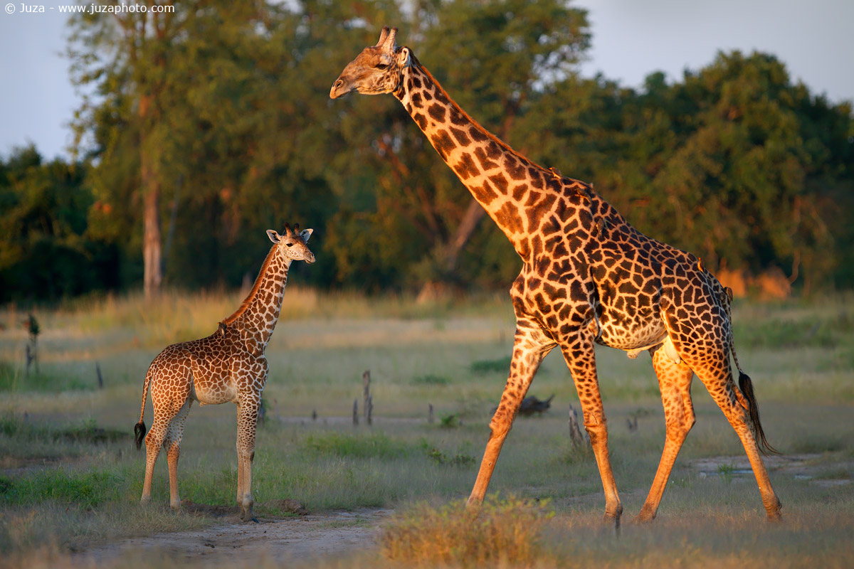 Giraffa camelopardalis (Giraffa), 015260
