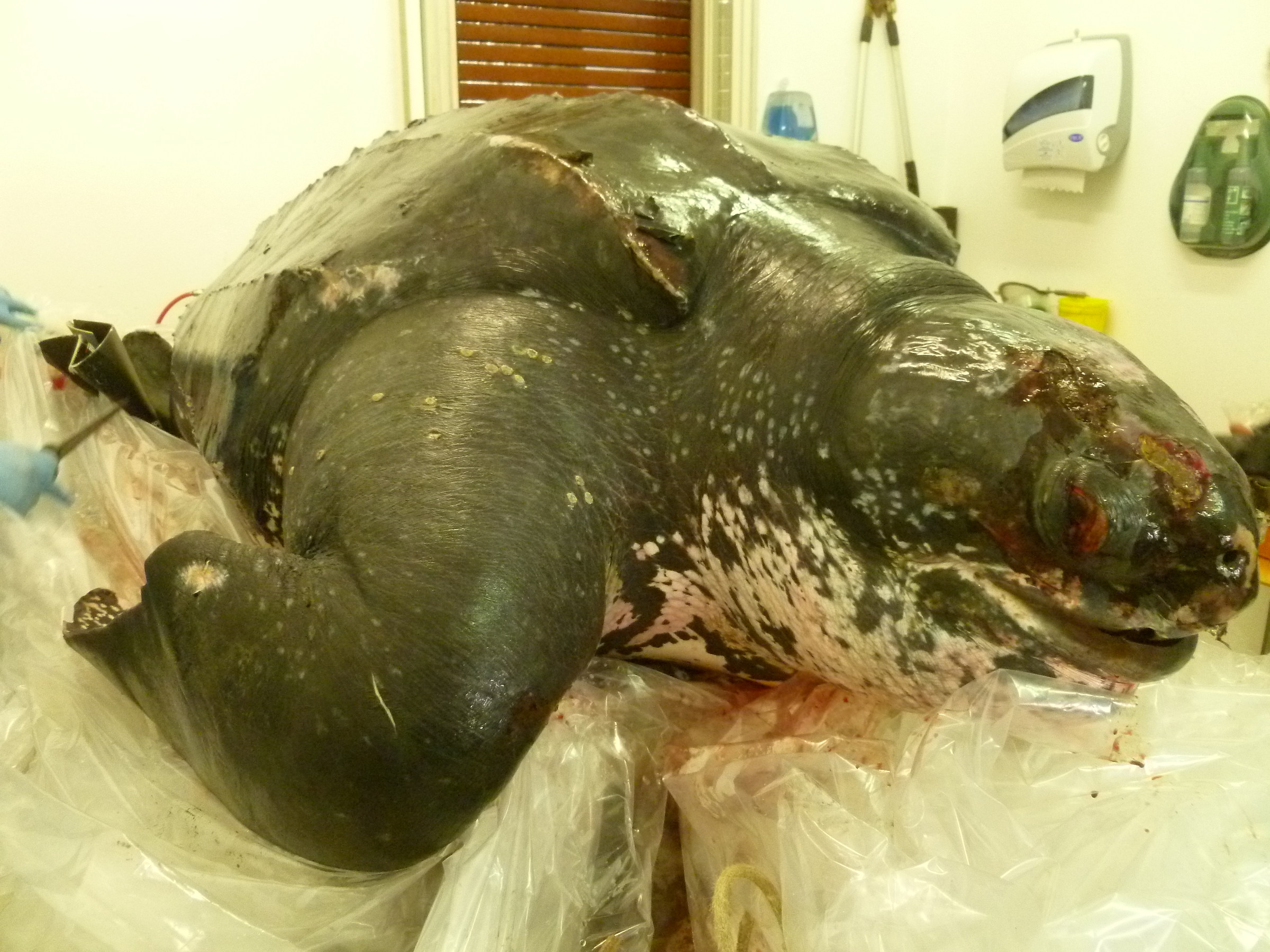 2 Dermochelys coriacea, Imperia (Liguria, Italy)