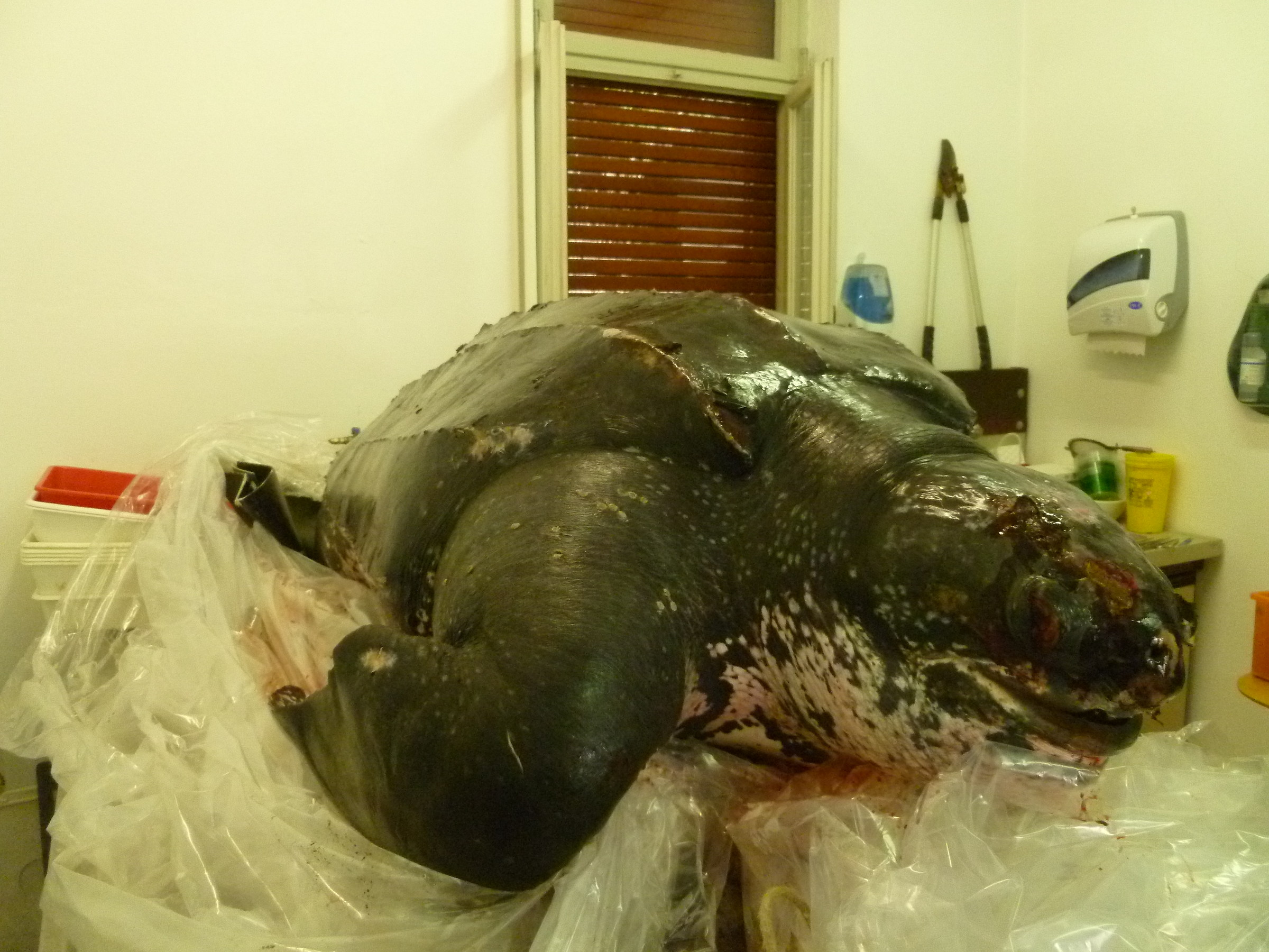 4 Dermochelys coriacea, Imperia (Liguria, Italy)