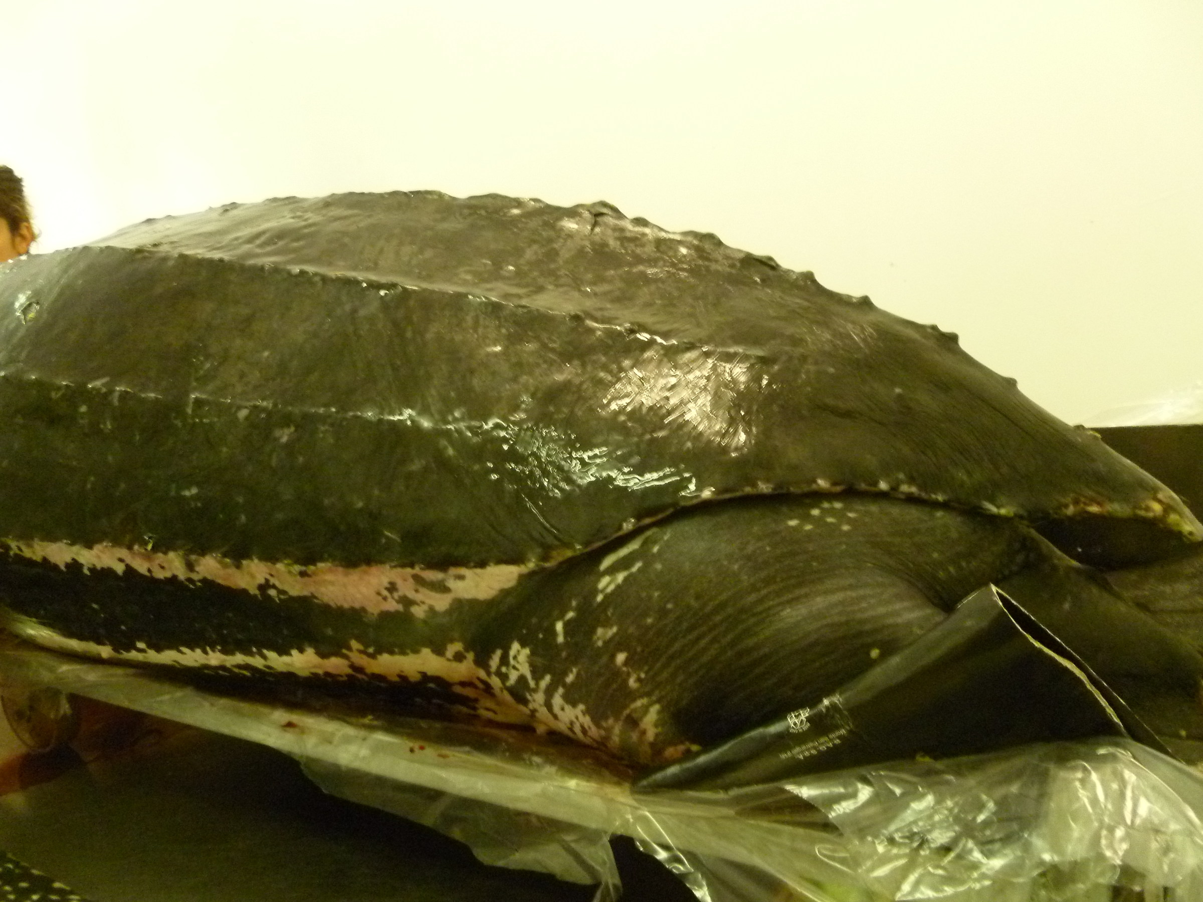 Dermochelys coriacea, Imperia (Liguria, Italy)