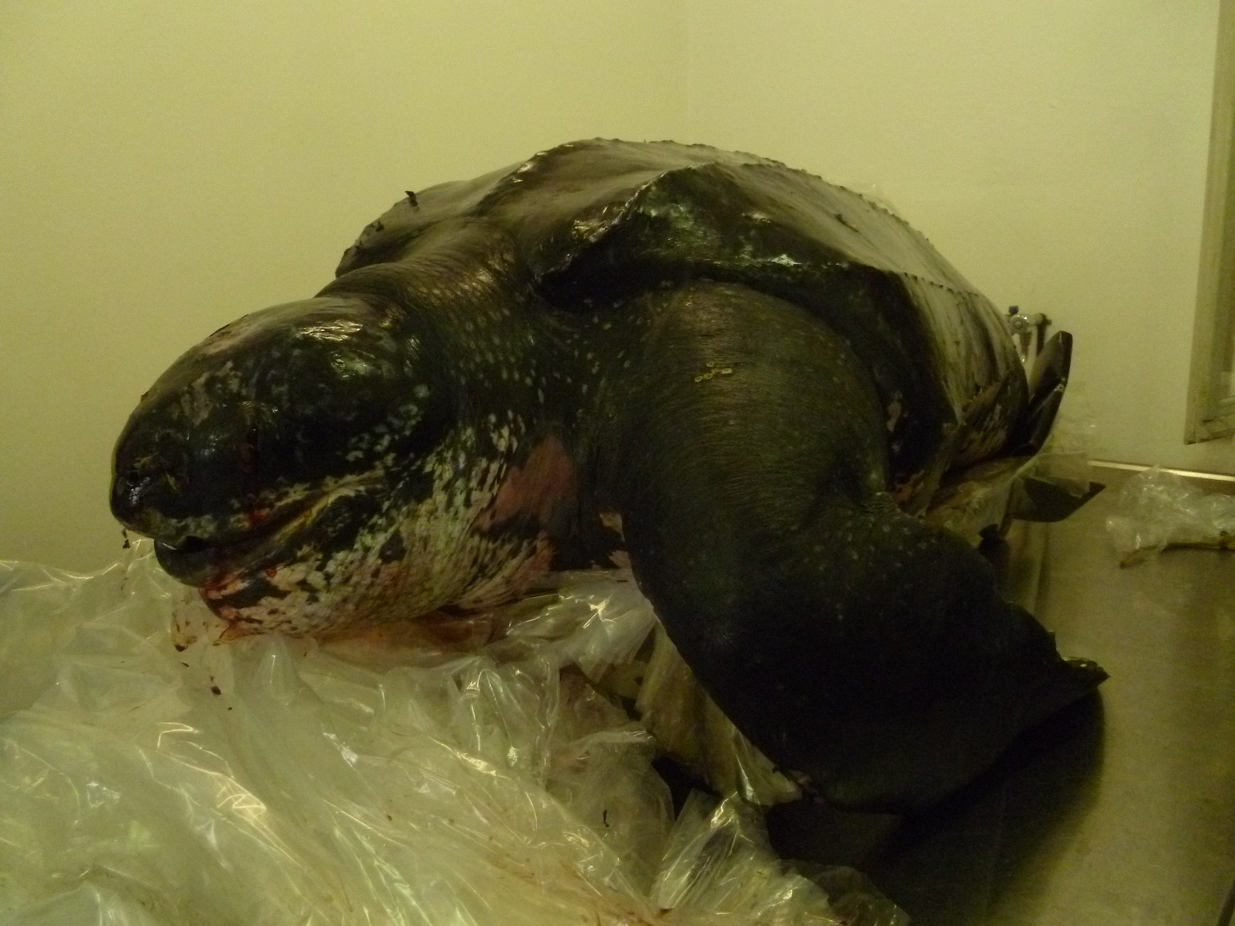 Dermochelys coriacea, Imperia (Liguia, Italy)