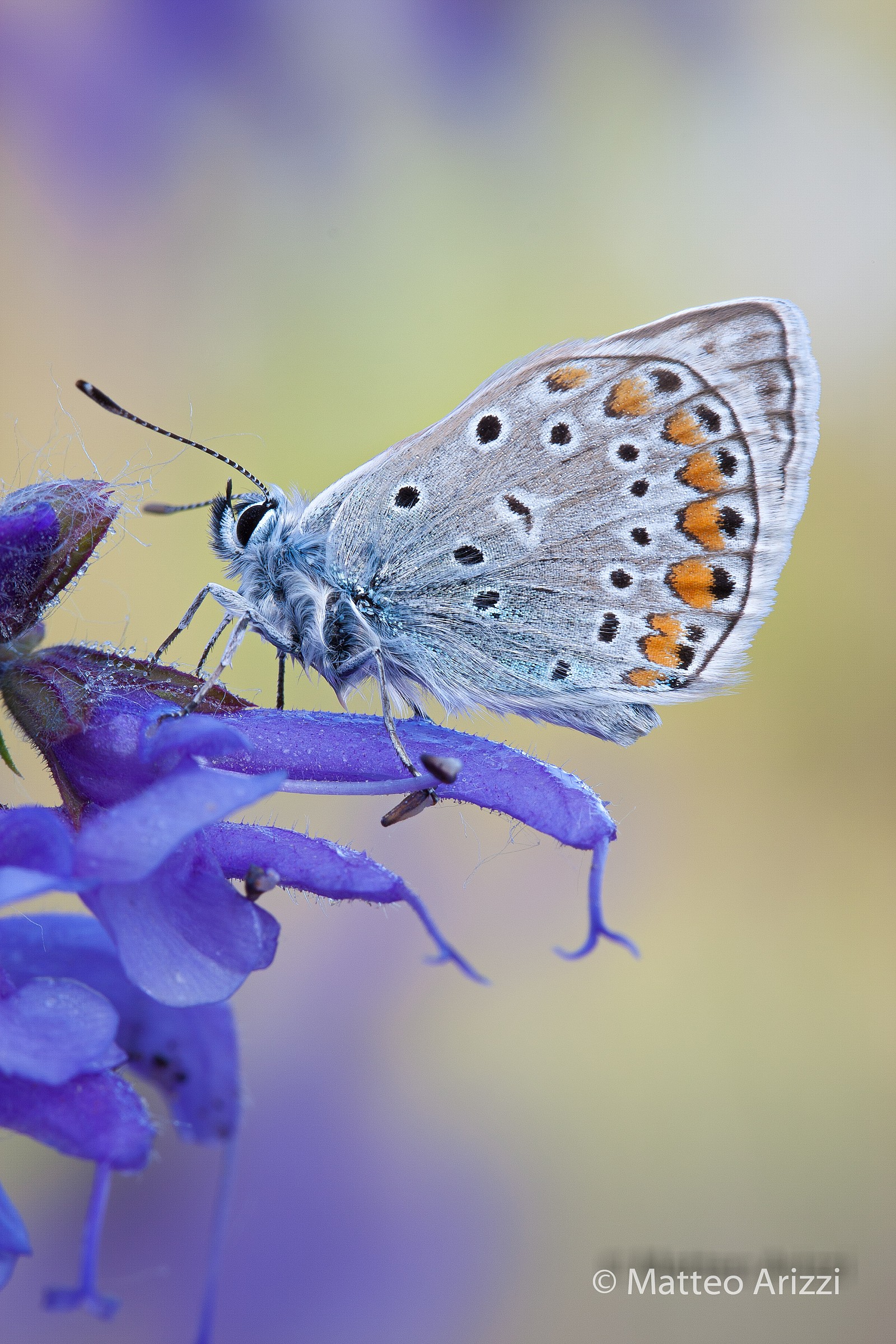 Licenide nella primavera