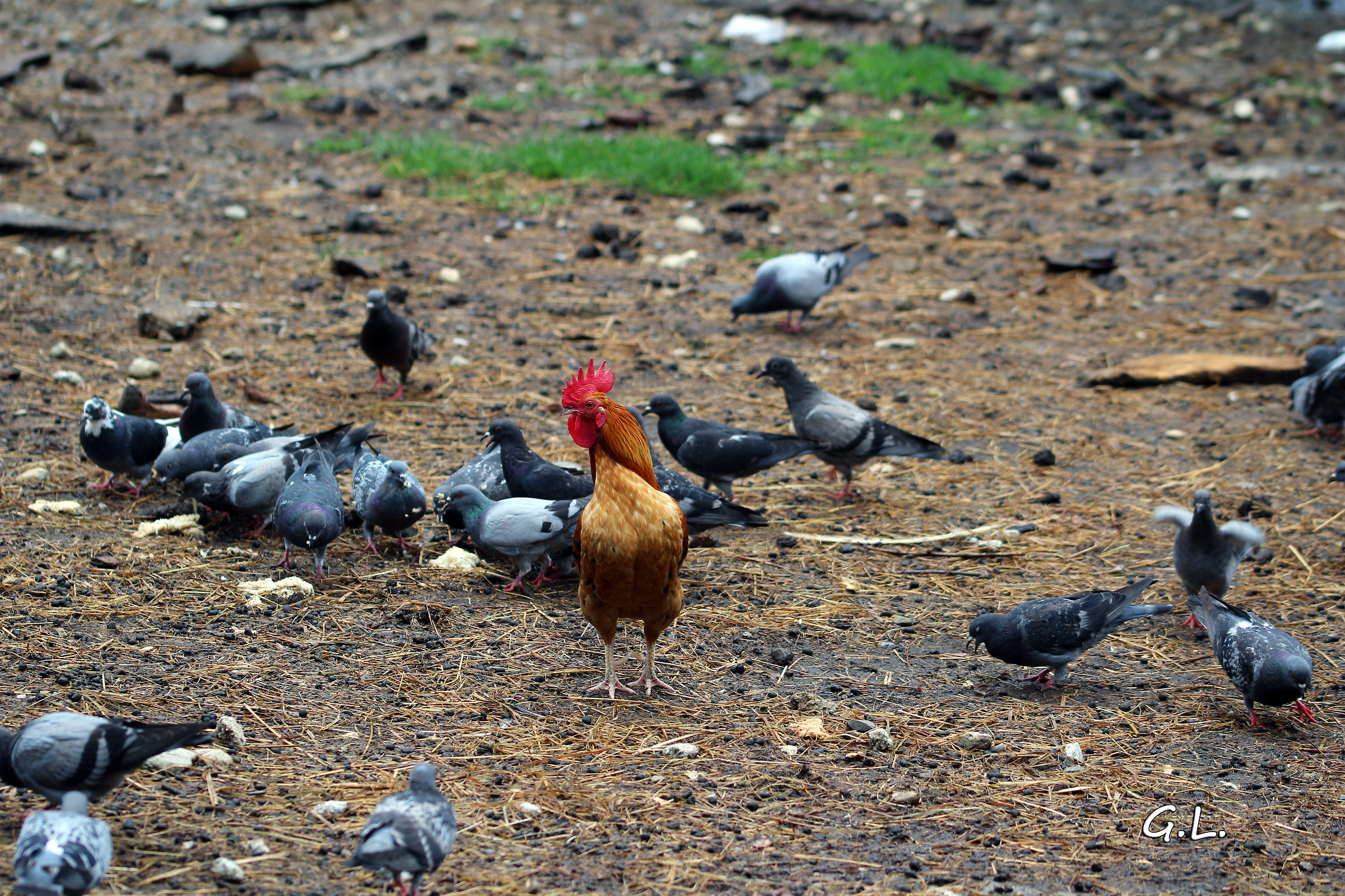 Find the intruder :)