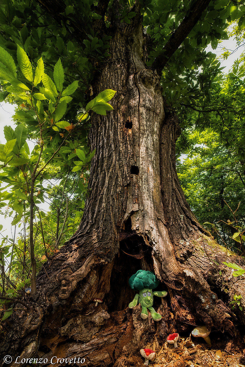Il Guardiano del Castagno