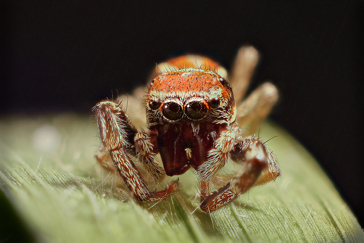 Salticidae