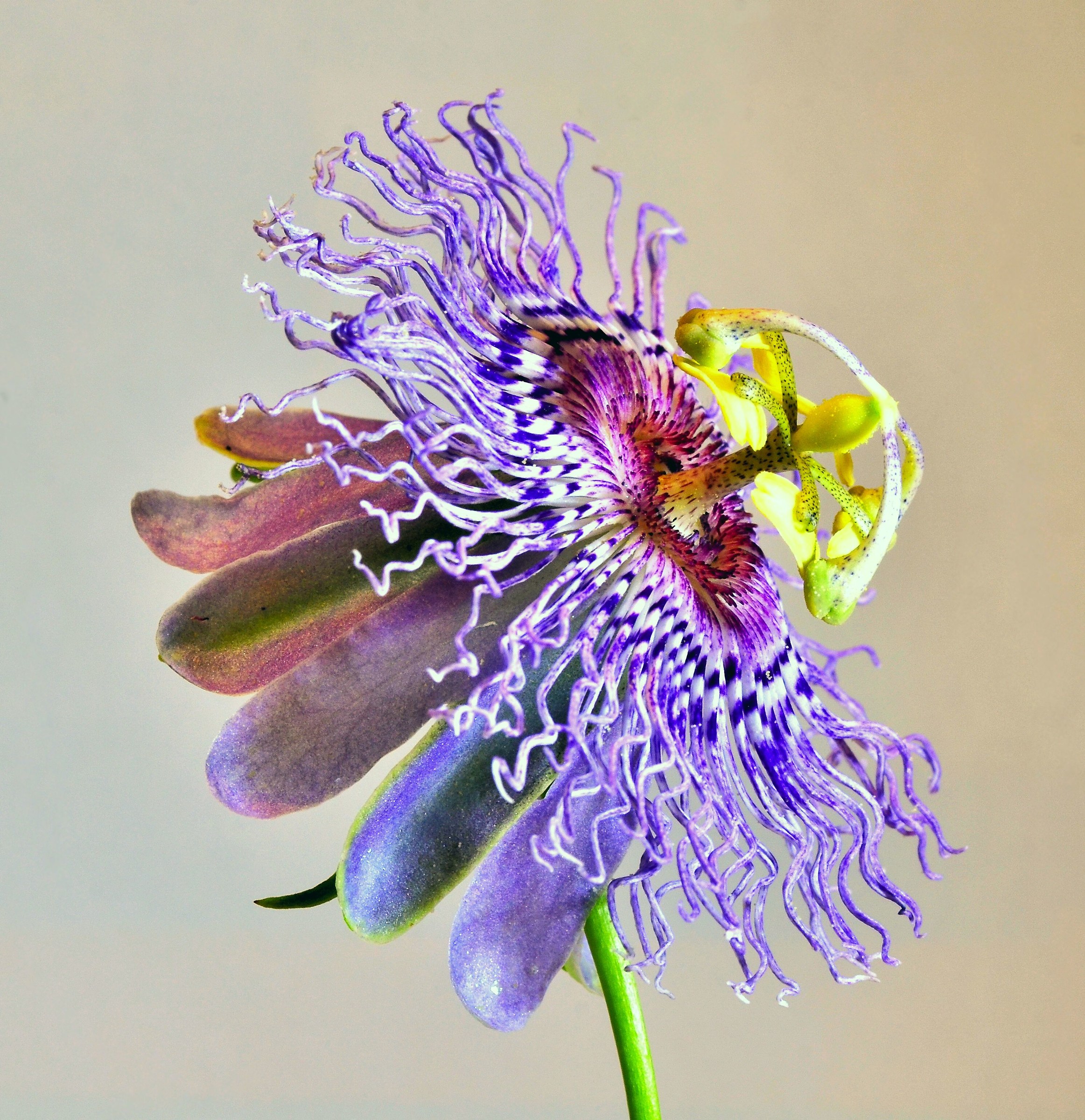 Passiflora incarnata 2