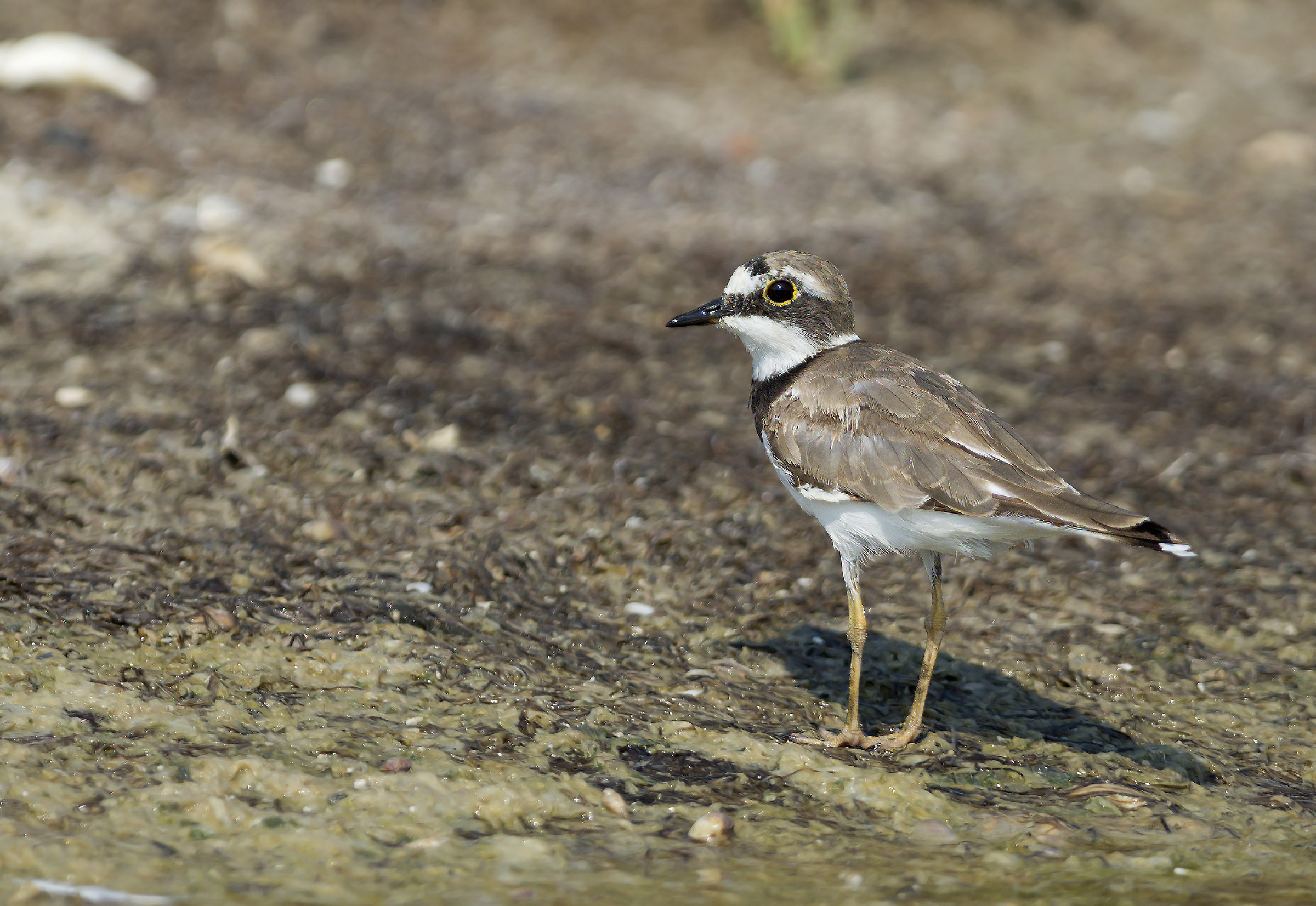 piccolo corriere piccolo