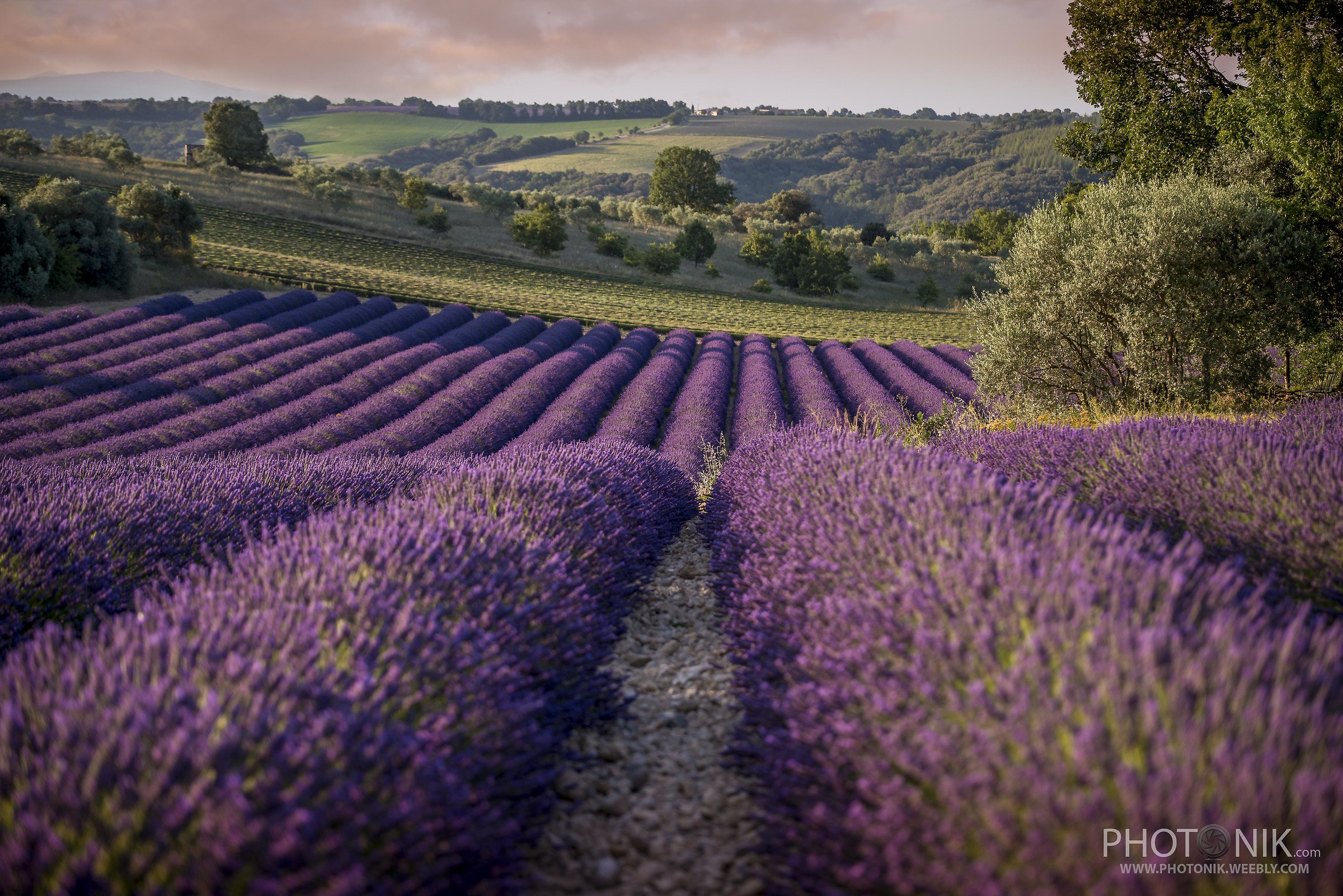 Lavanda all'alba