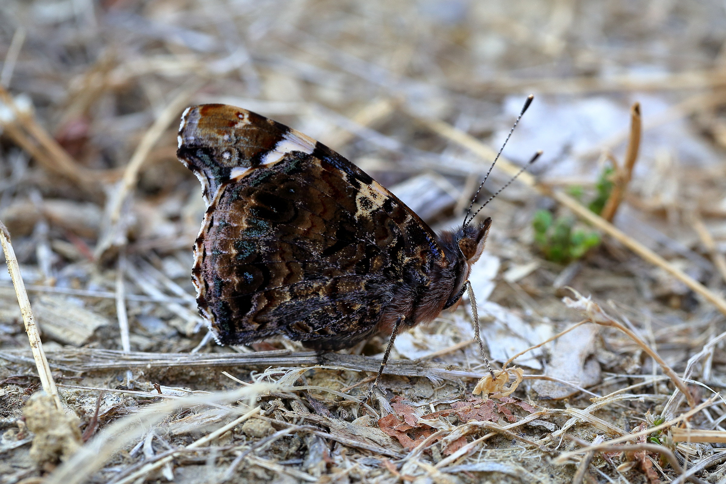 Farfalla al tramonto