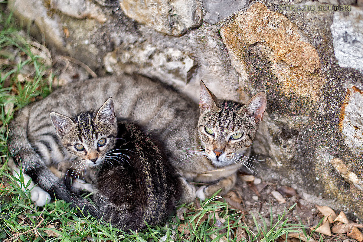 Mamma Gatta e Cucciolo