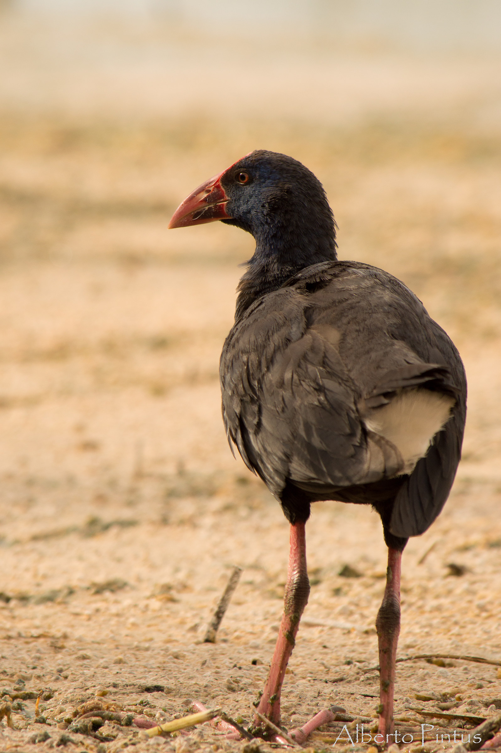 pollo sultano (Porphyrio porphyrio)-2