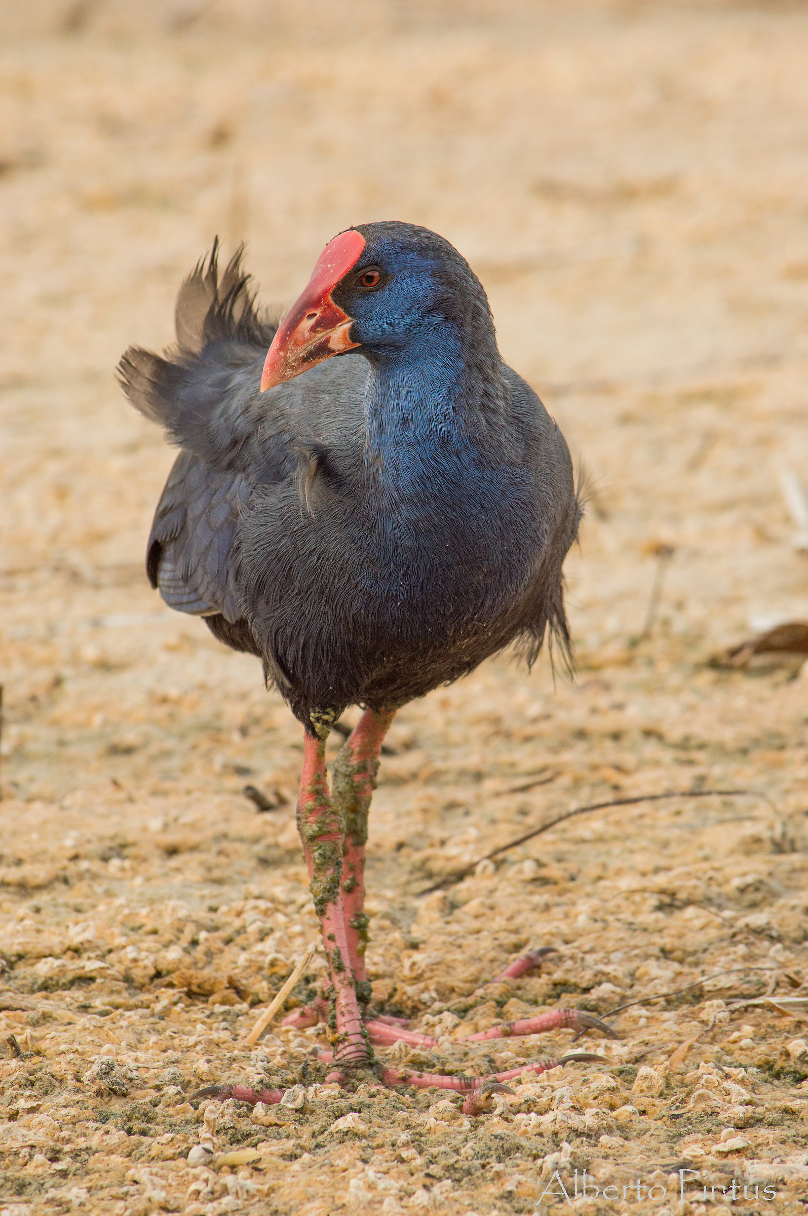 pollo sultano (Porphyrio porphyrio)-3