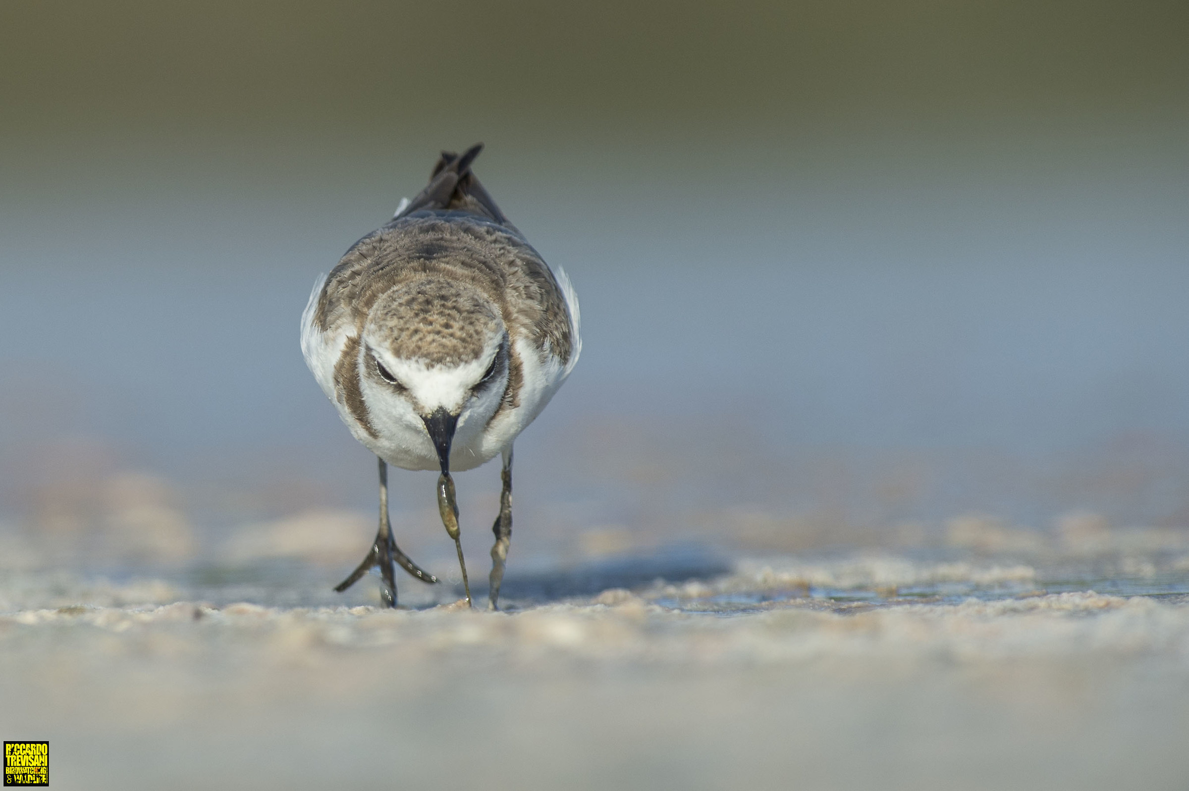 kentish plover