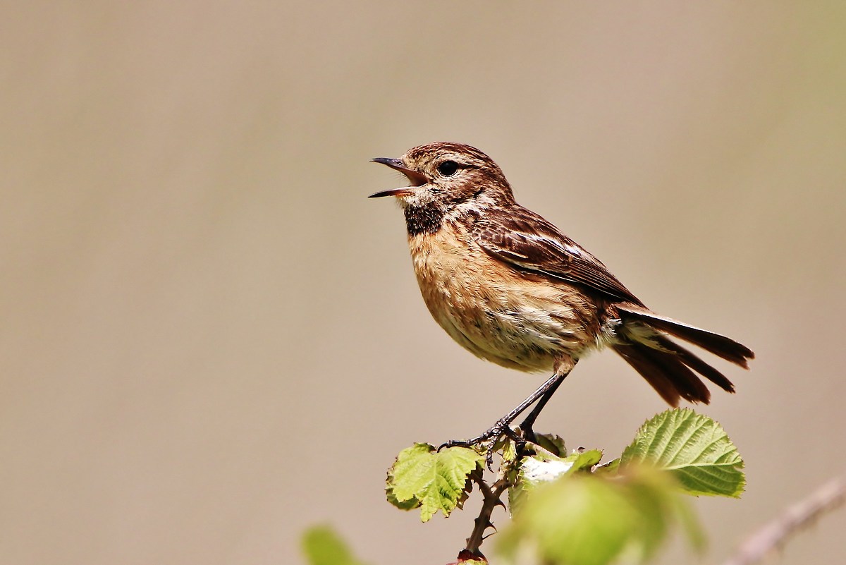 Saltimpalo femmina-Saxicola torquata-