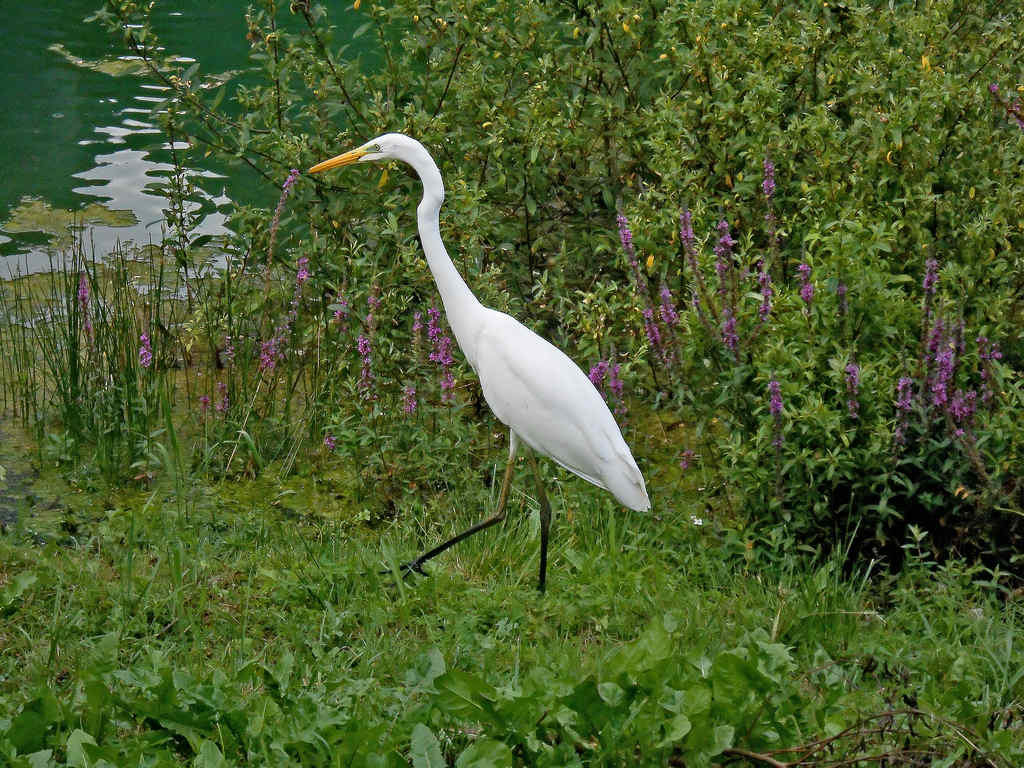 Airone bianco maggiore