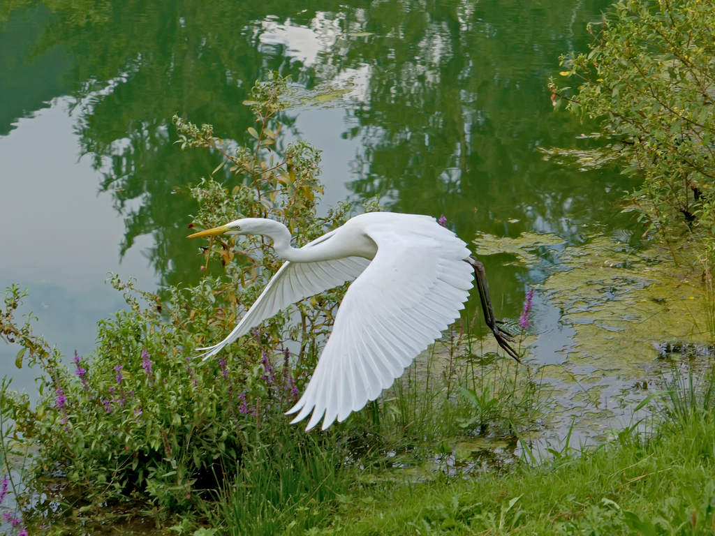 Airone bianco maggiore in volo