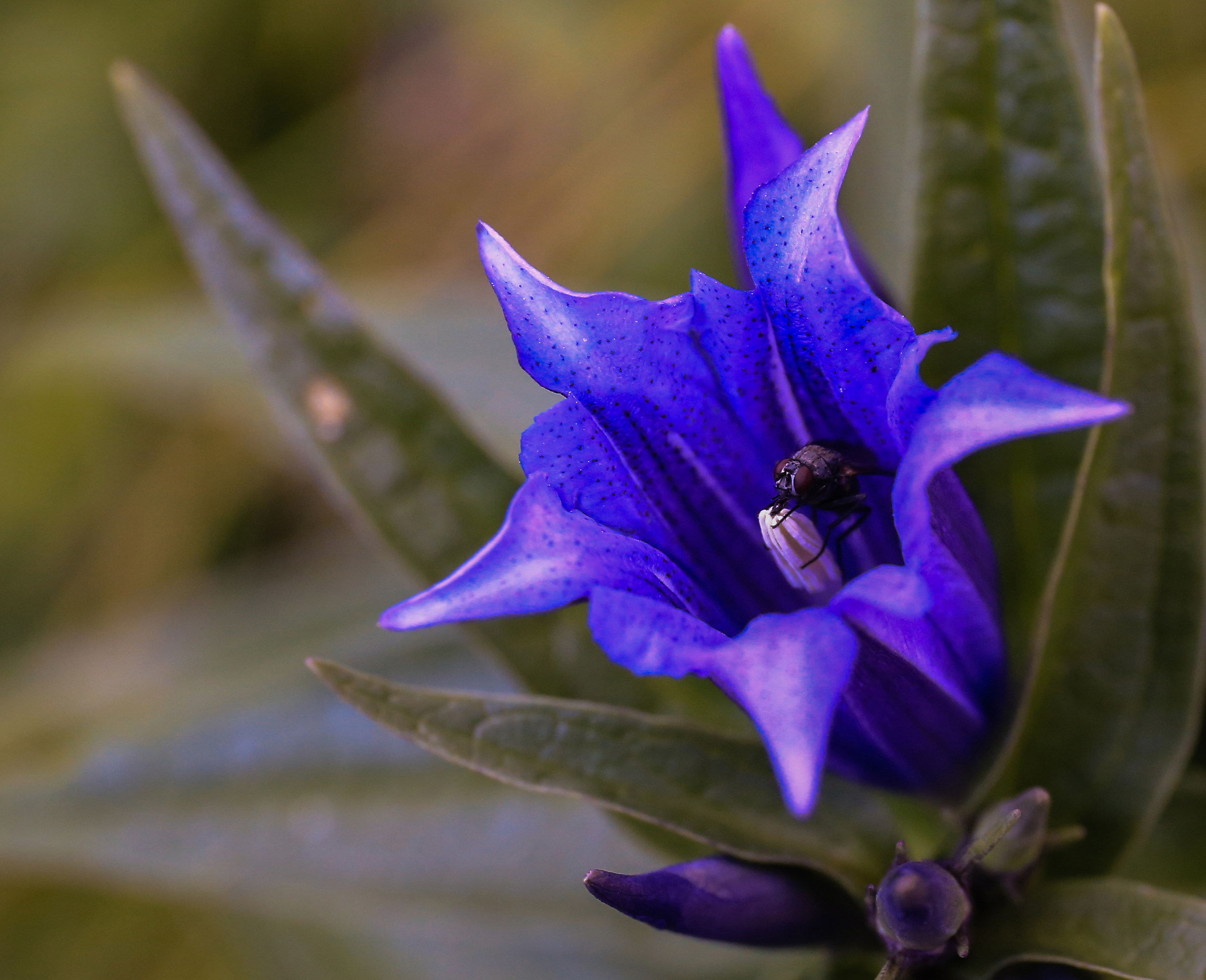 Mosca in Genziana maggiore