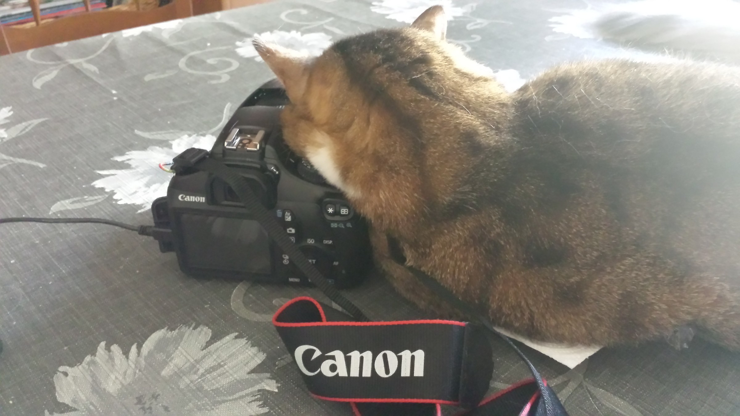 Non ho paura dei "Canon"