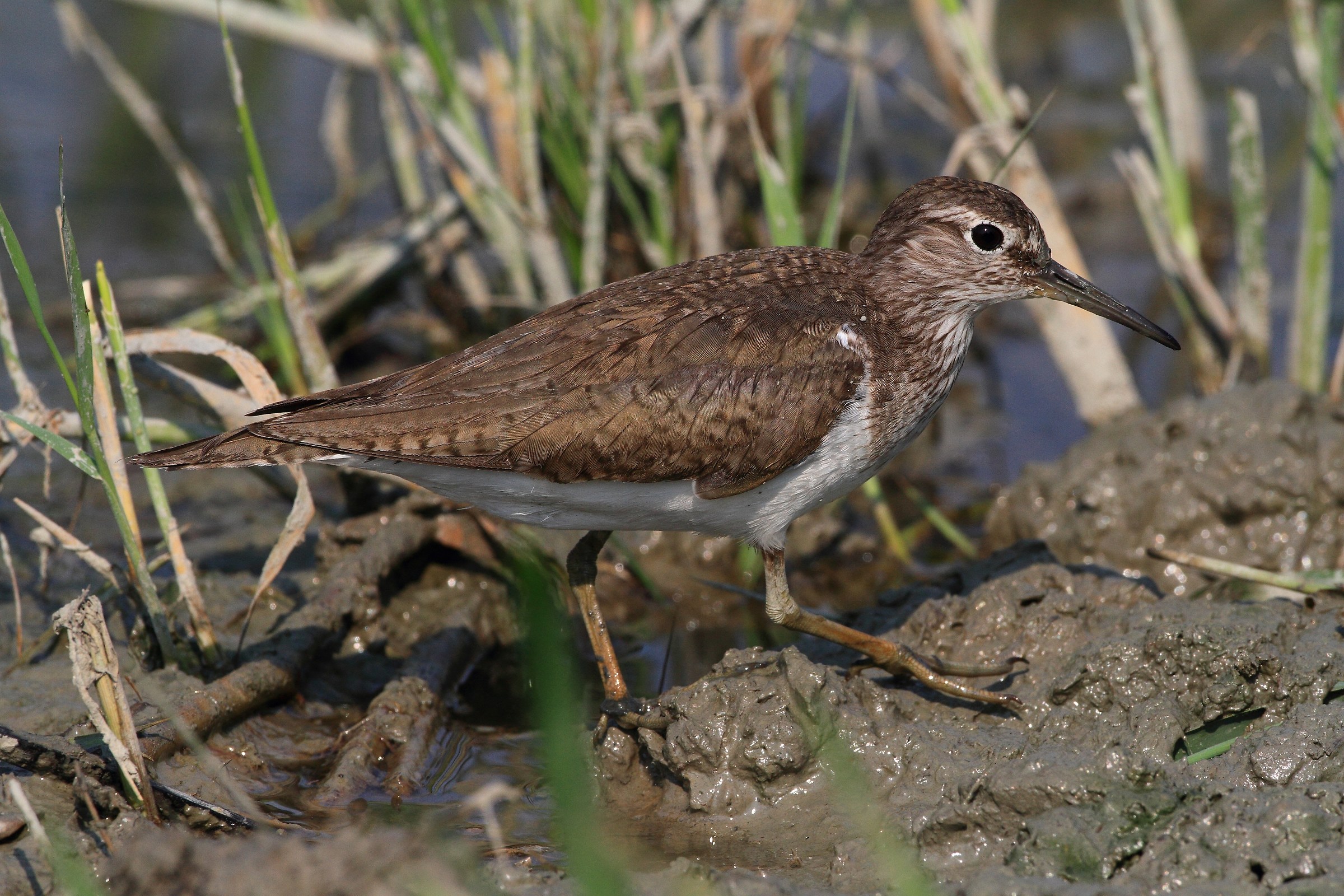 sandpiper boschereccio