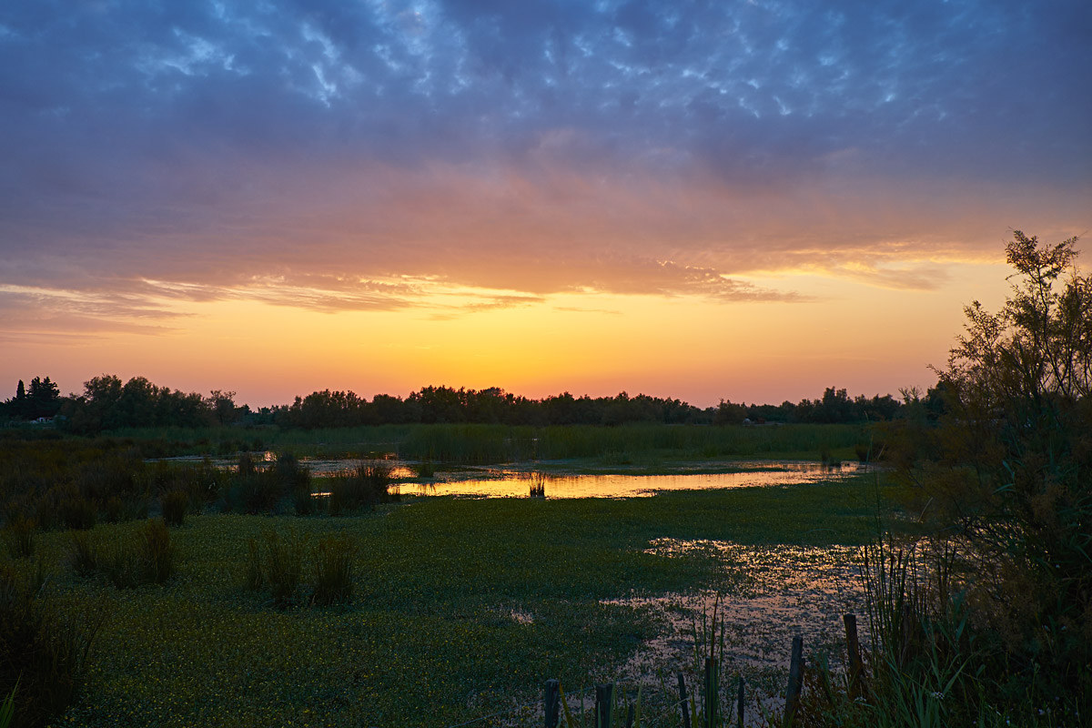 Camargue