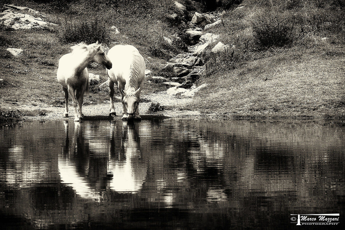 Ride a Horse, Ride the Sky
