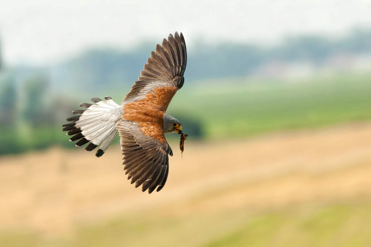 Male lesser kestrel