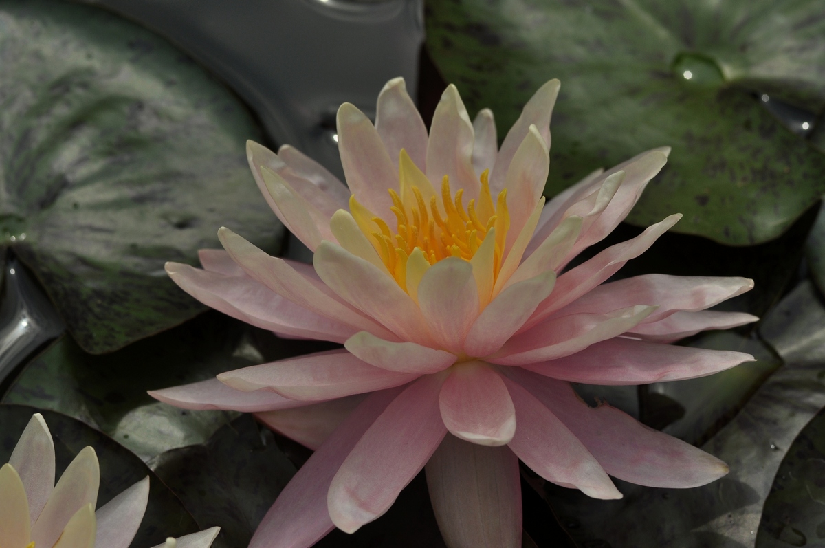 nymphaea-01