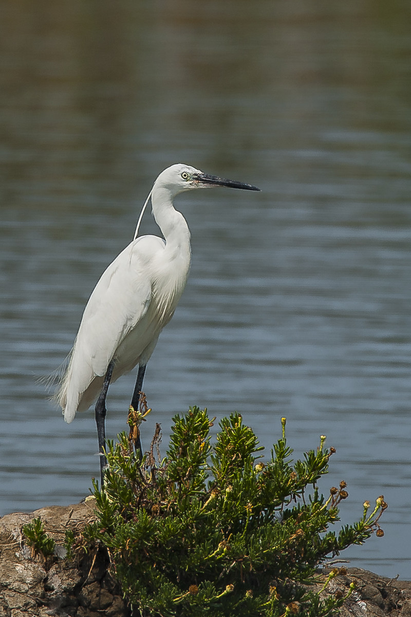 Egret