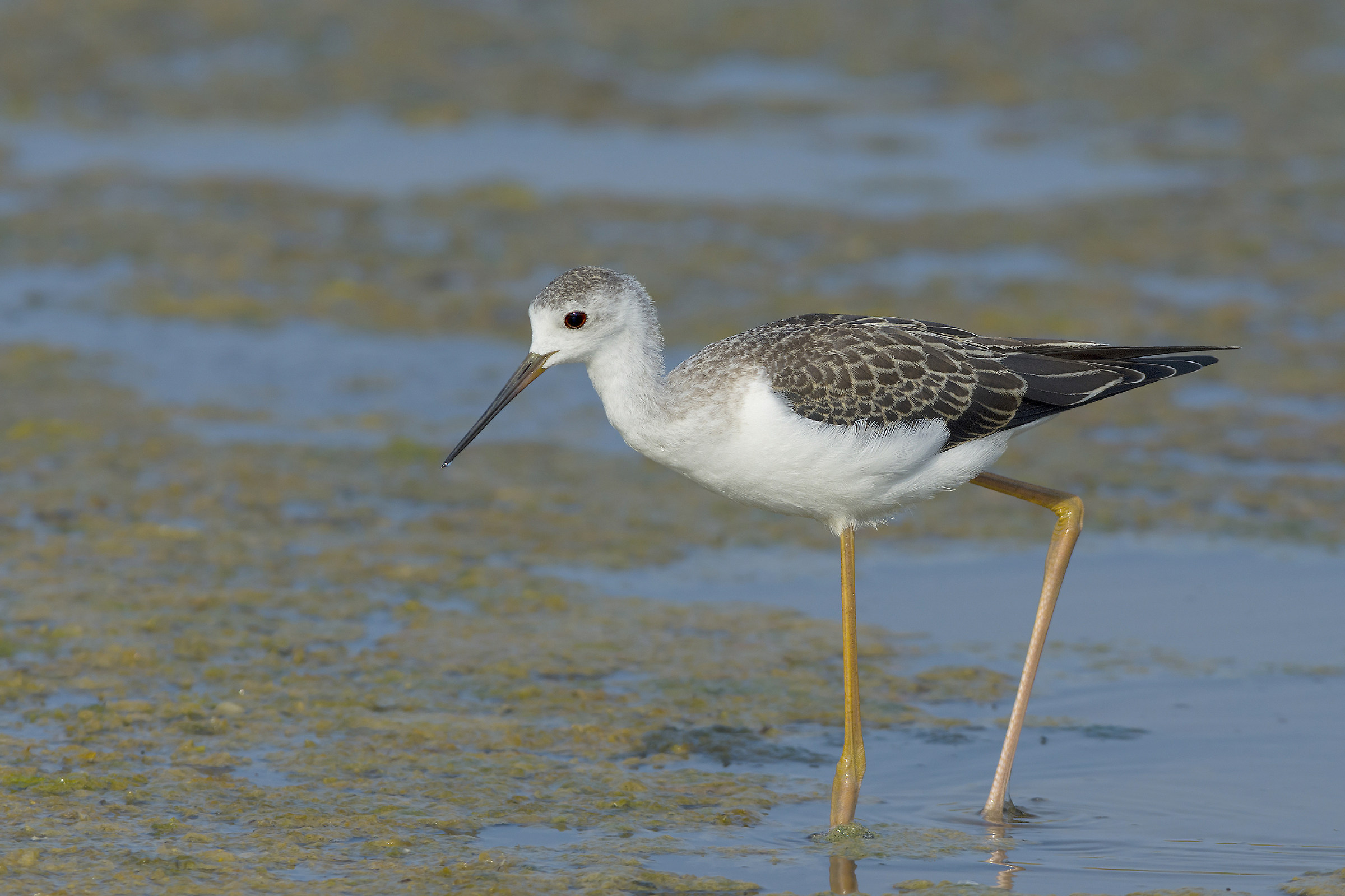 piccolo(ma non troppo)cavaliere