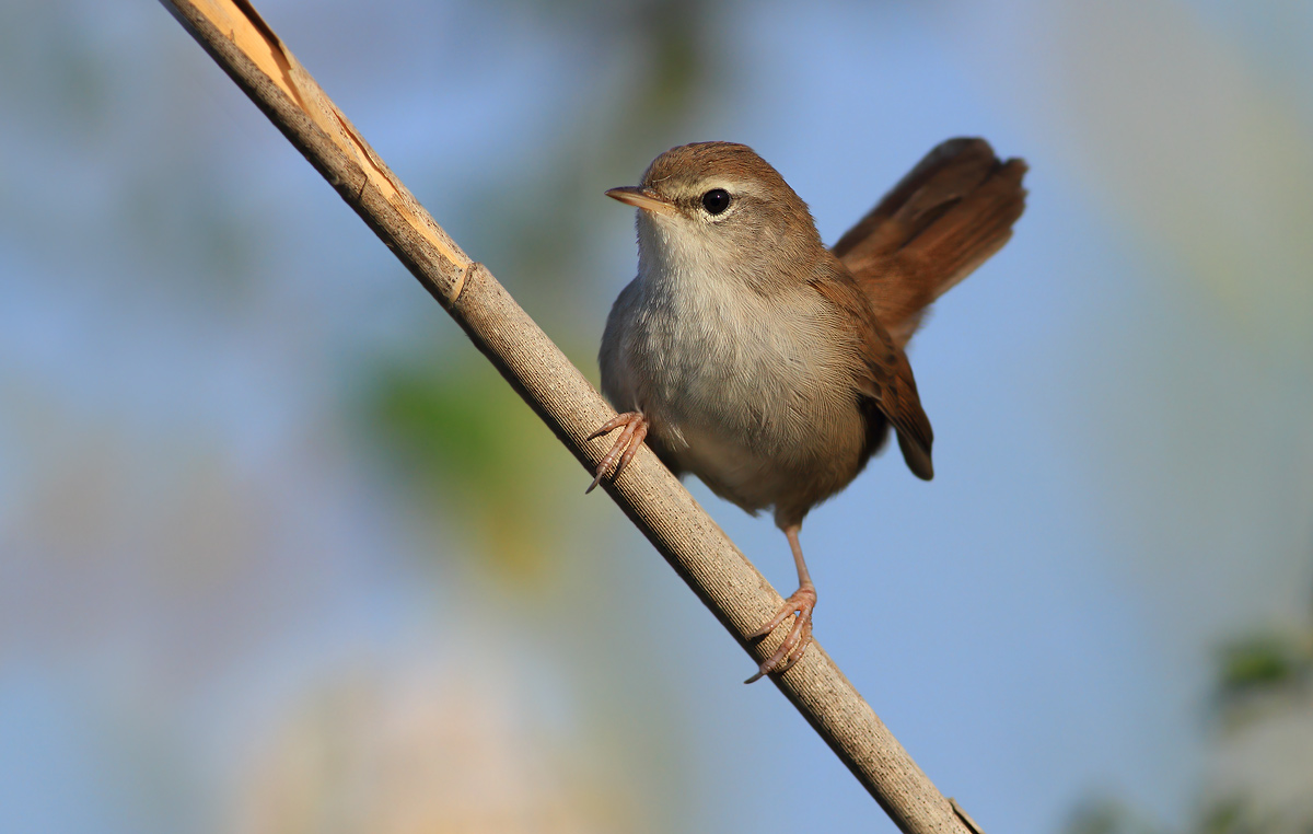 Cetti
