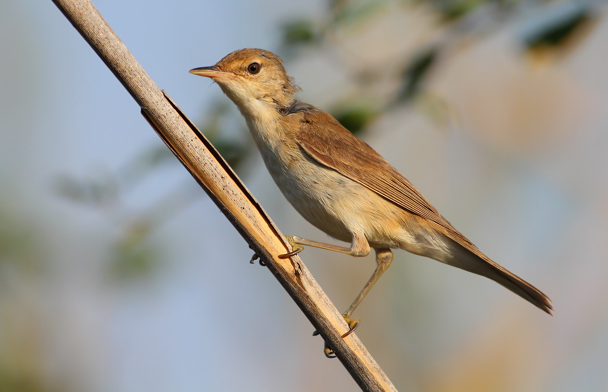 Young warbler