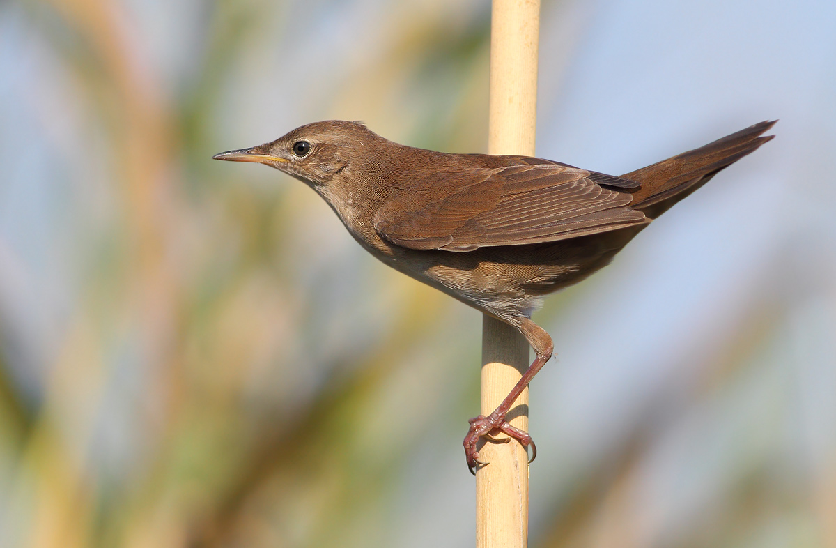 Savi's Warbler