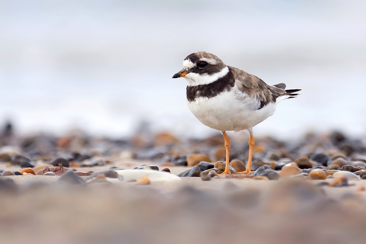 Corriere grosso (Charadrius hiaticula)
