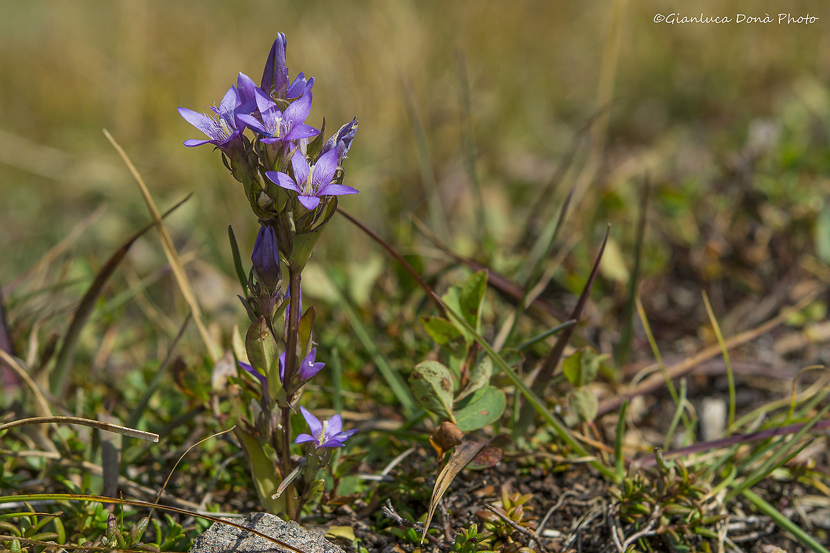 Gentianella Germanic (Willd.) F Warb.