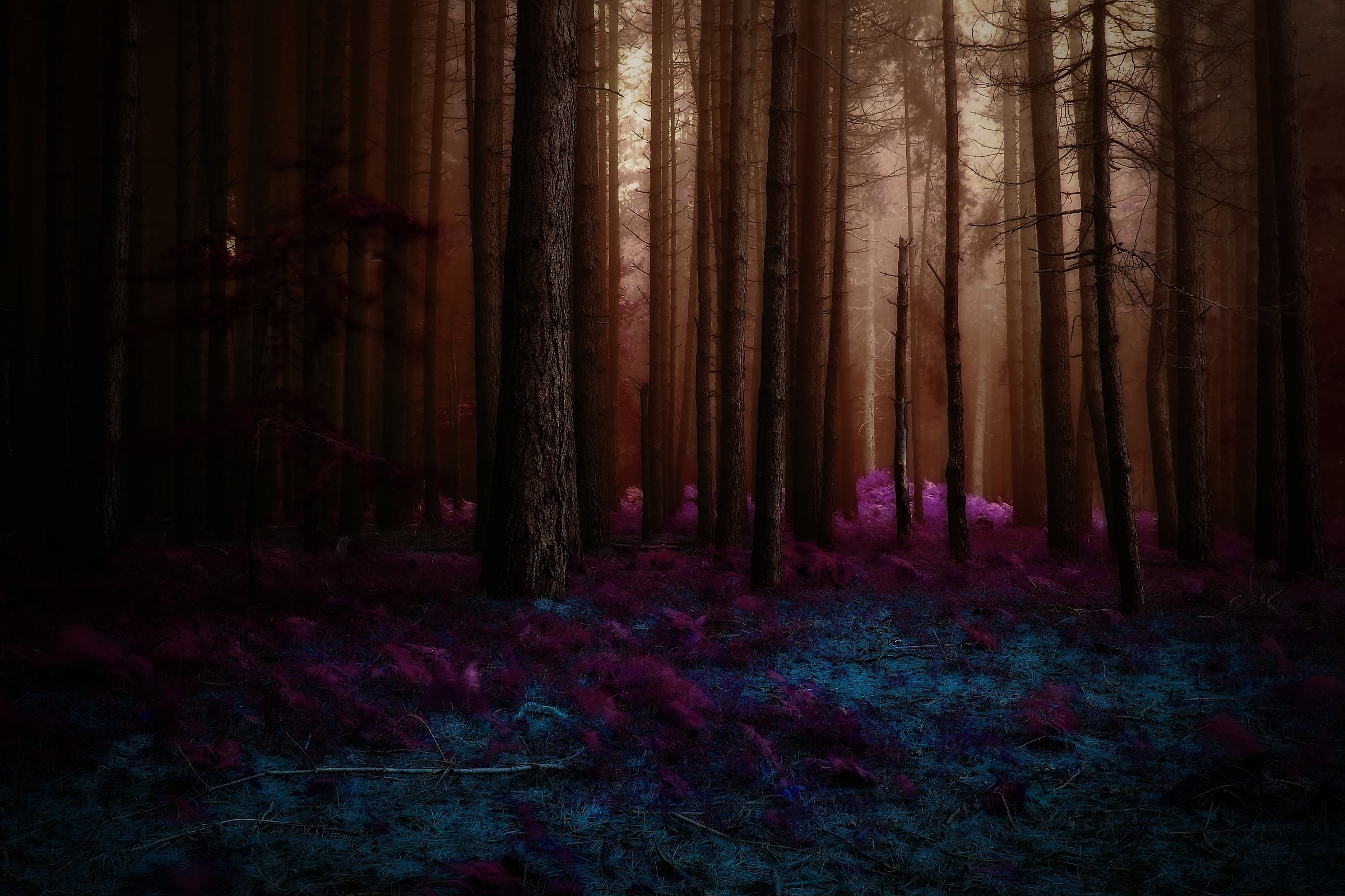 the enchanted forest