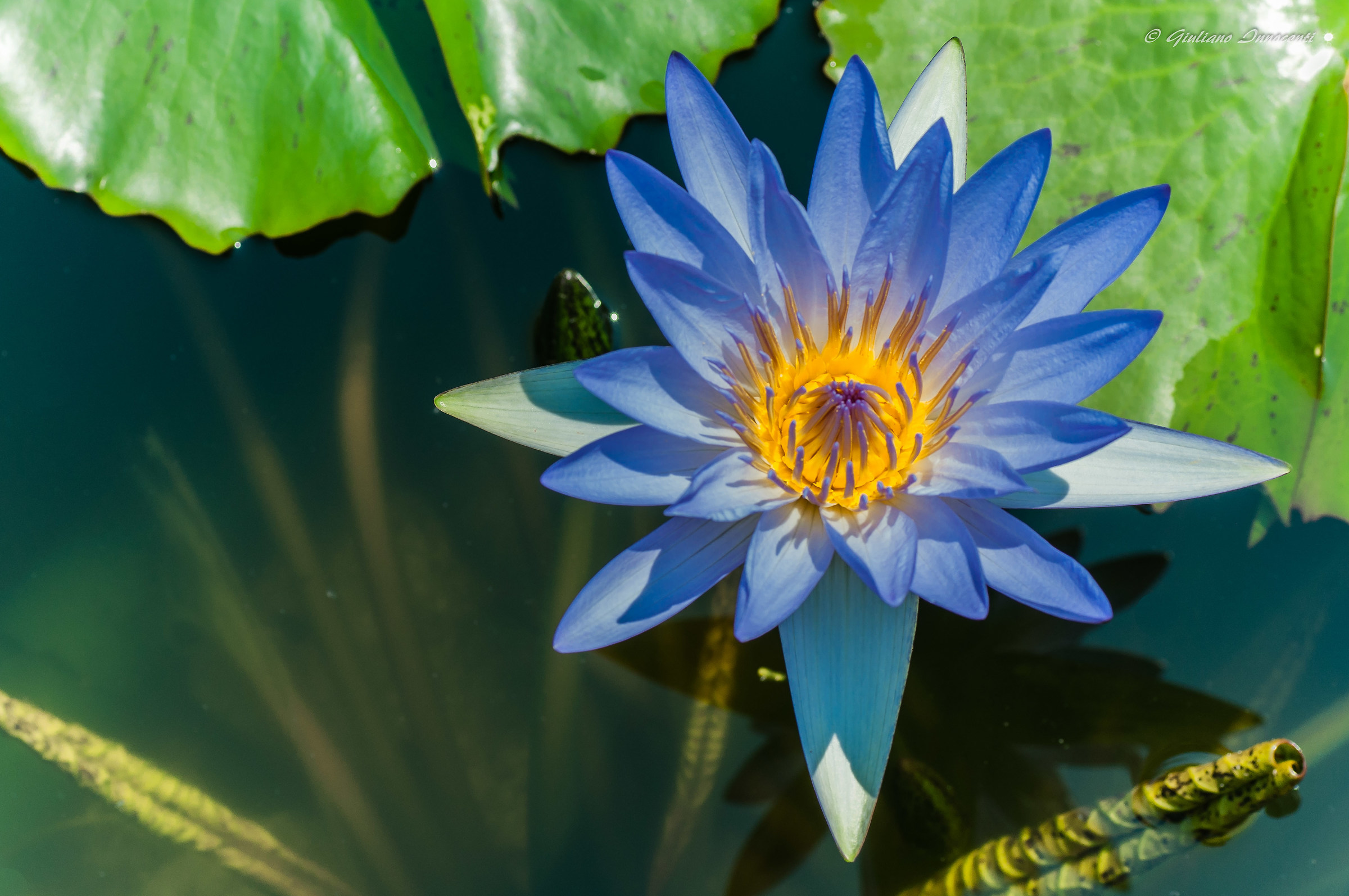 Blue Waterlily (Waterlily Riviera)