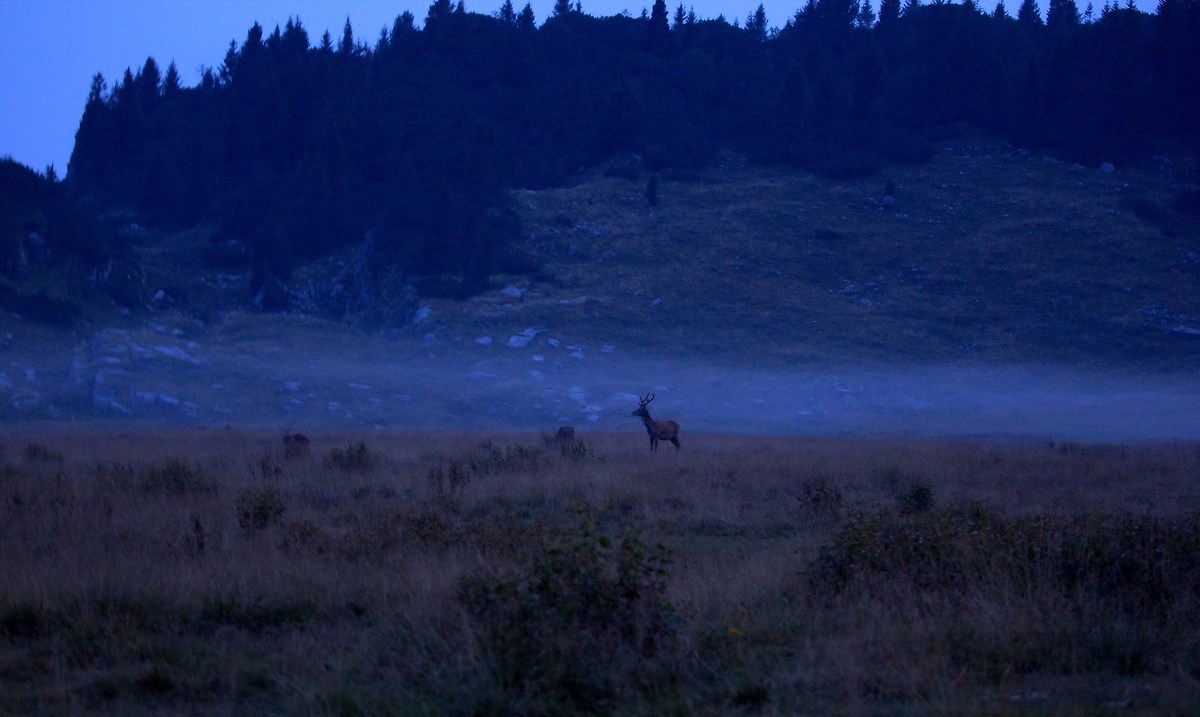deer in the night