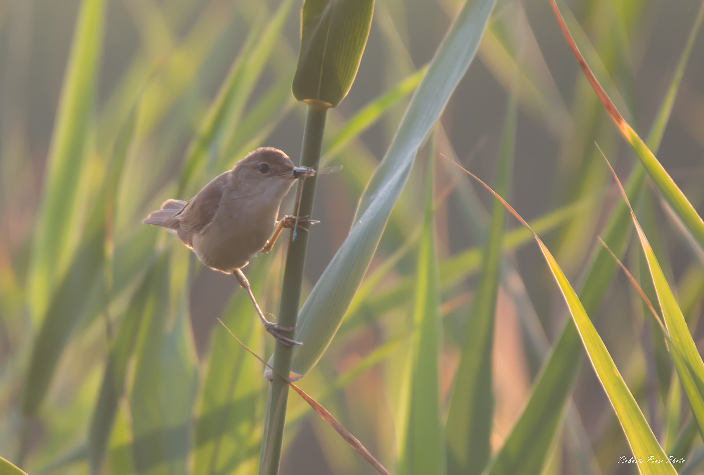 reed warbler
