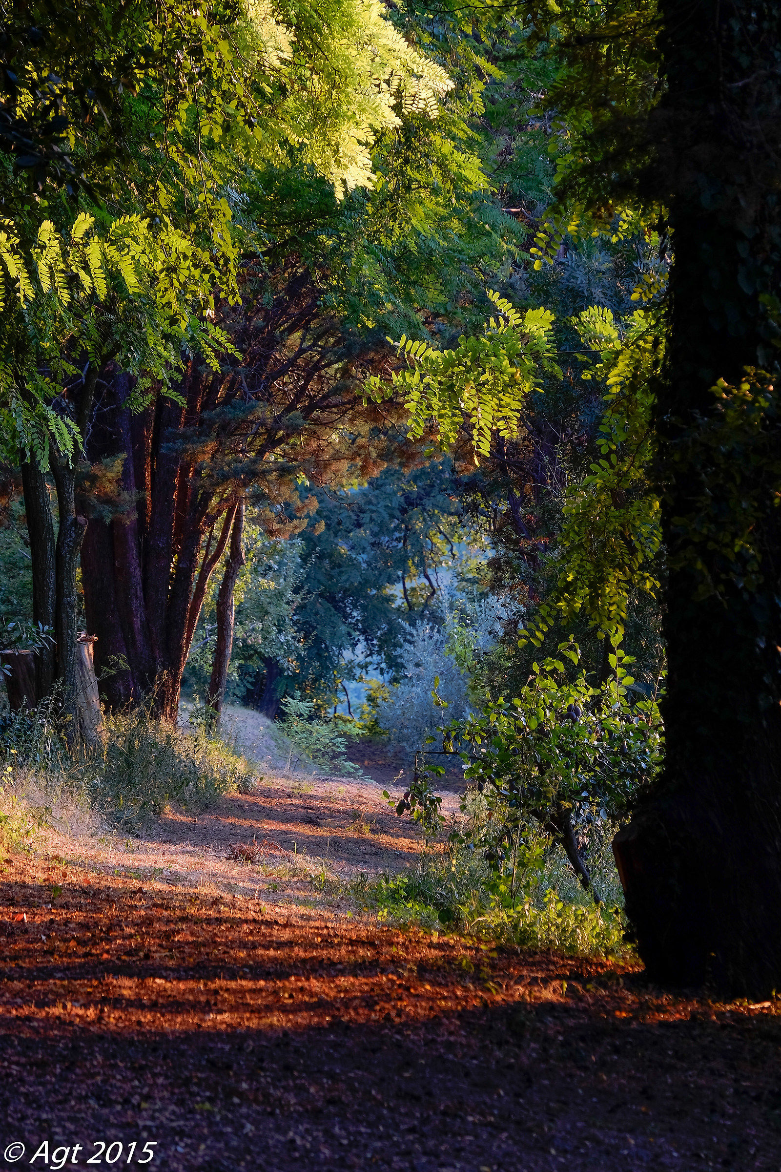 il sentiero degli gnomi