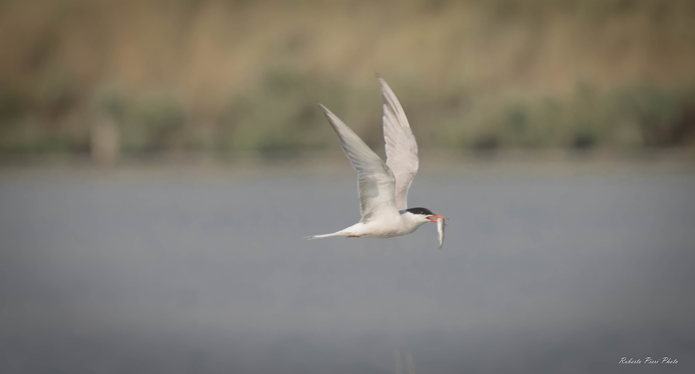 tern with lunch