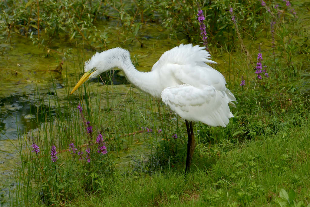 Airone bianco maggiore