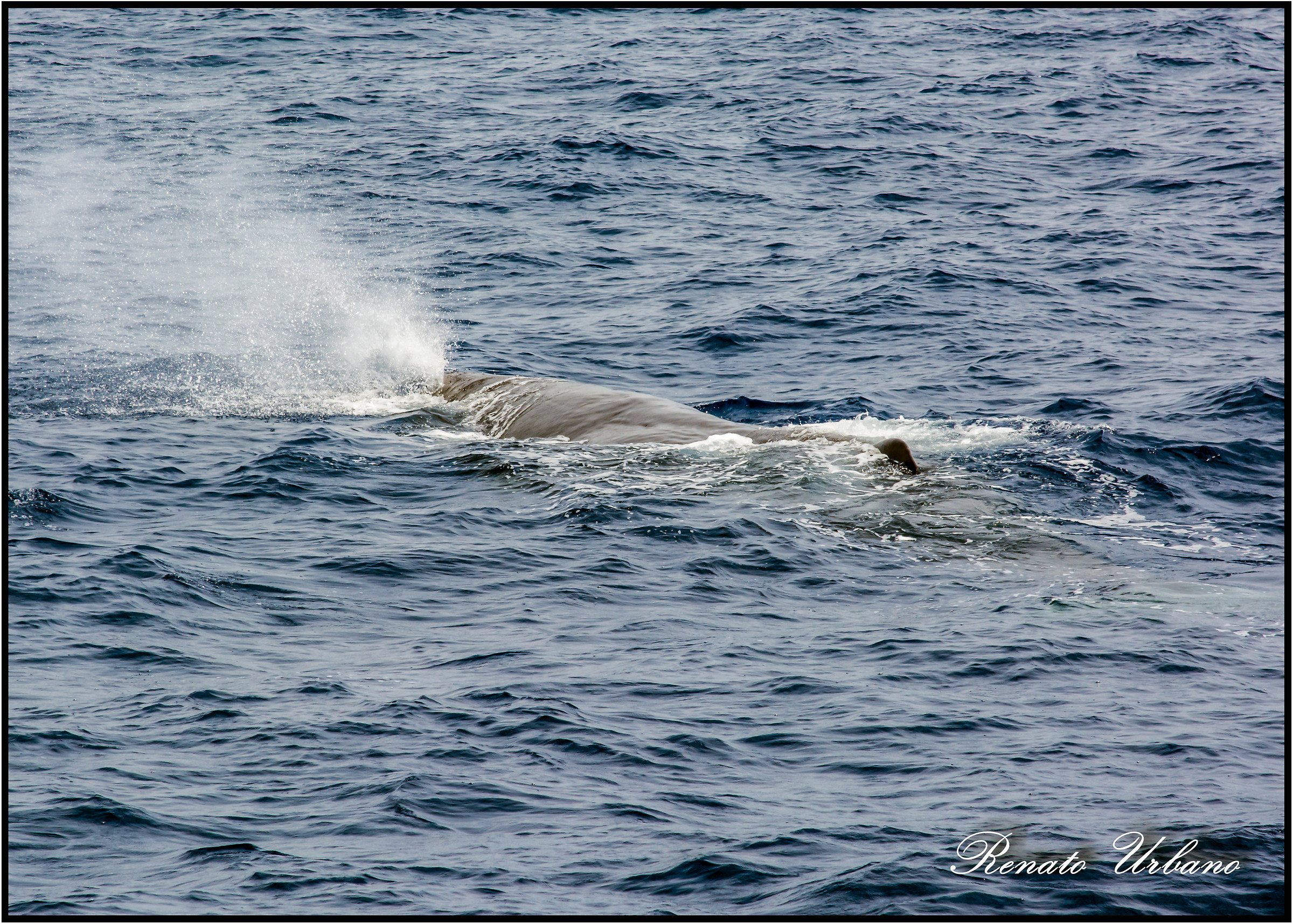 Sperm Whale 1