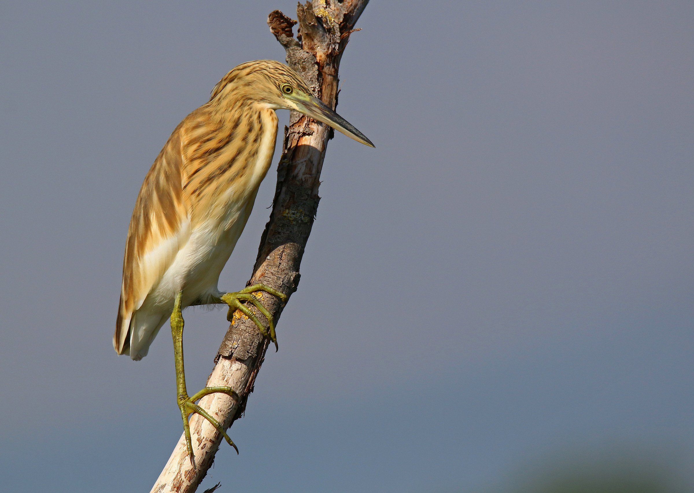 A lookout from the tuft