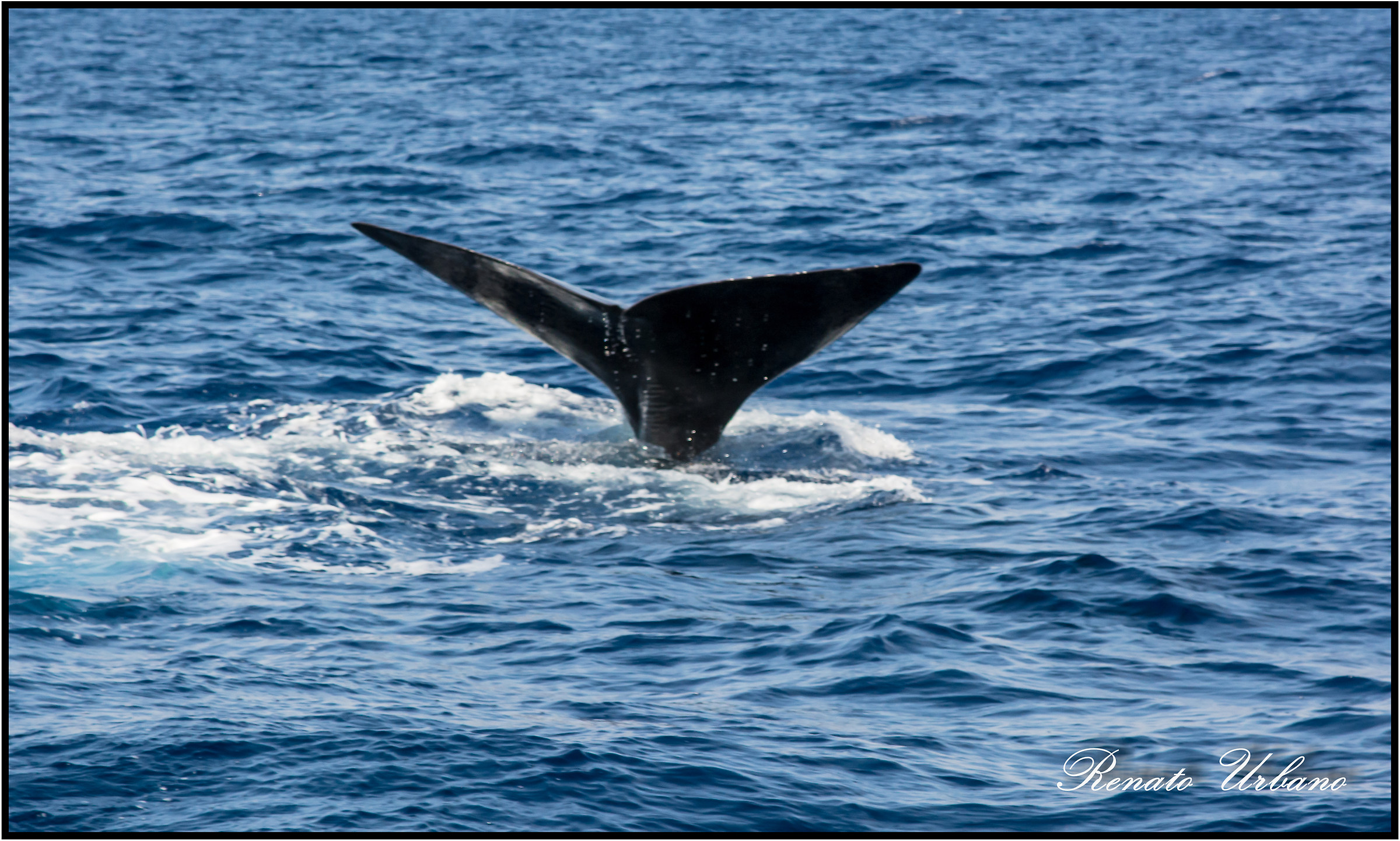 Sperm Whale 2